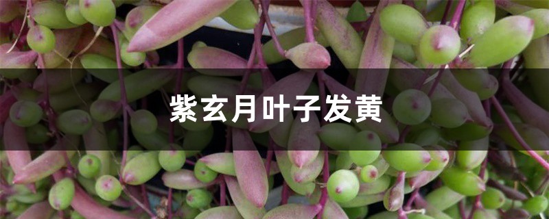 紫玄月黄叶的原因和处理办法 紫玄月黄叶的原因和处理办法