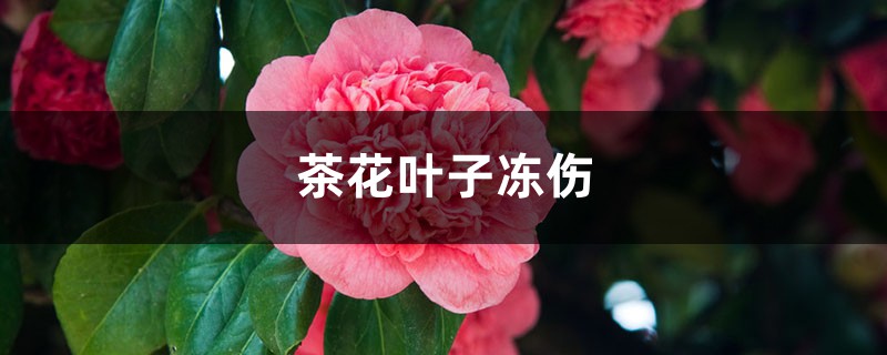 茶花叶子冻伤怎么办 茶花叶子冻伤怎么办
