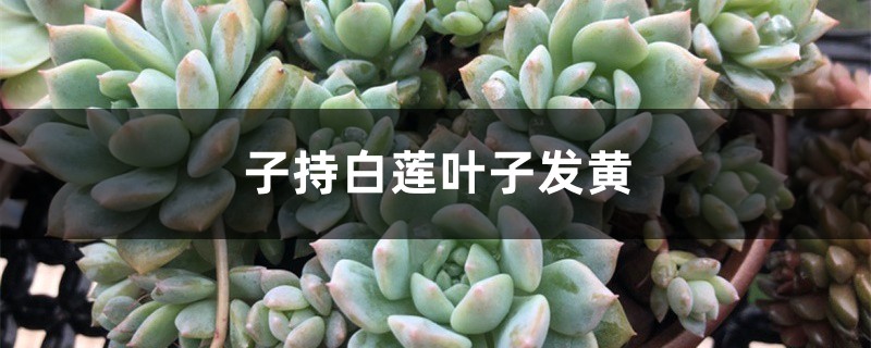 子持白莲黄叶的原因和处理办法 子持白莲黄叶的原因和处理办法