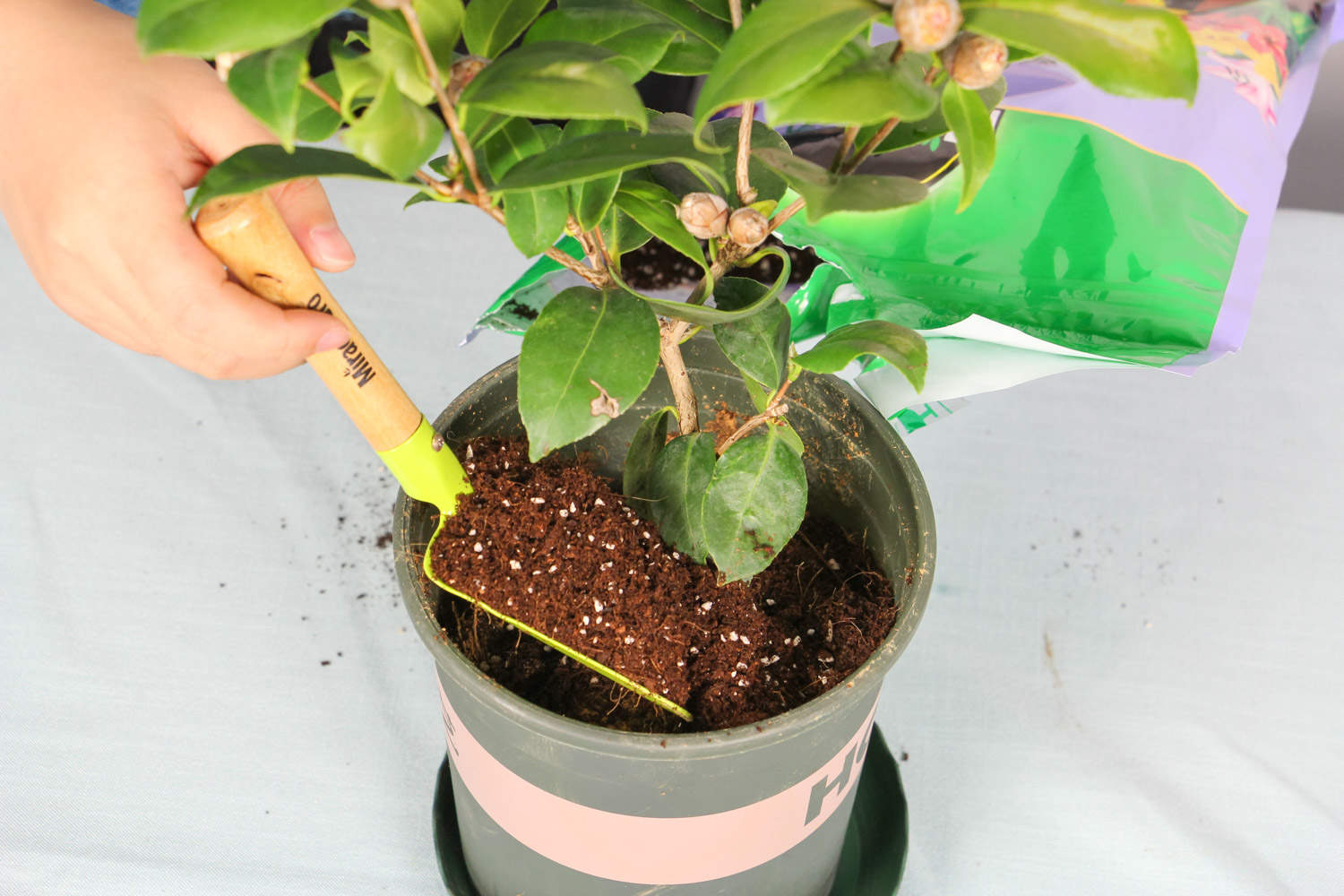 茶花 茶花