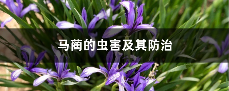 马蔺的虫害及其防治 马蔺的虫害及其防治