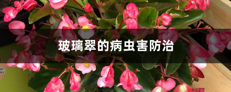 玻璃翠的病虫害防治 玻璃翠的病虫害防治
