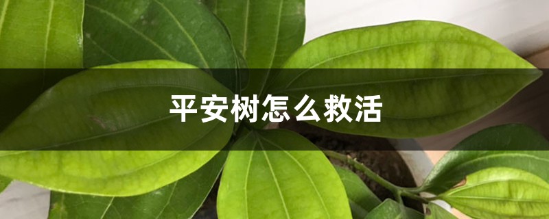 平安树怎么救活 平安树怎么救活