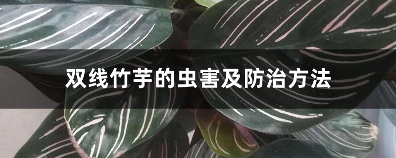 双线竹芋的虫害及防治方法 双线竹芋的虫害及防治方法