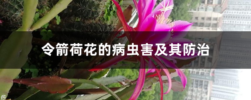 令箭荷花的病虫害及其防治 令箭荷花的病虫害及其防治