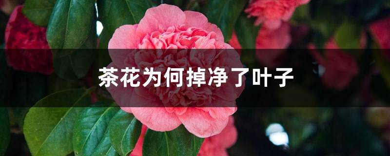 茶花为何掉净了叶子 茶花为何掉净了叶子