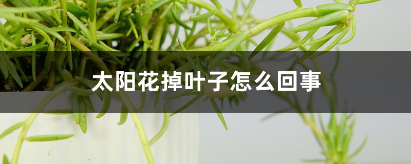 太阳花掉叶子怎么回事 太阳花掉叶子怎么回事