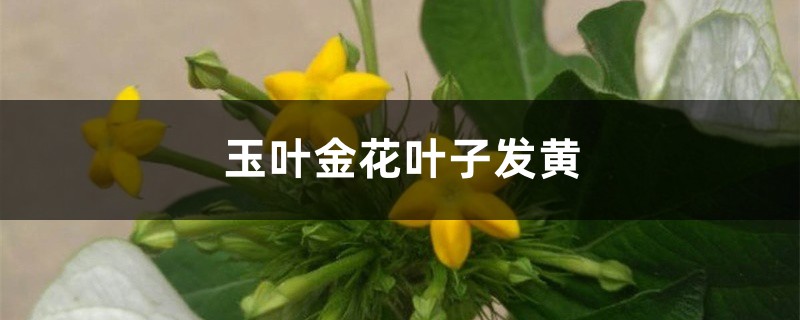 玉叶金花黄叶的原因和处理办法 玉叶金花黄叶的原因和处理办法