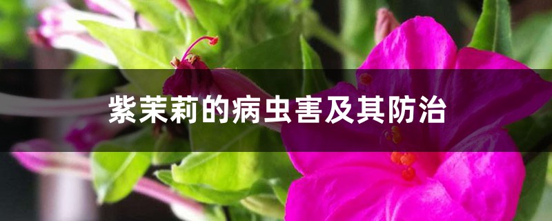 紫茉莉的病虫害及其防治 紫茉莉的病虫害及其防治