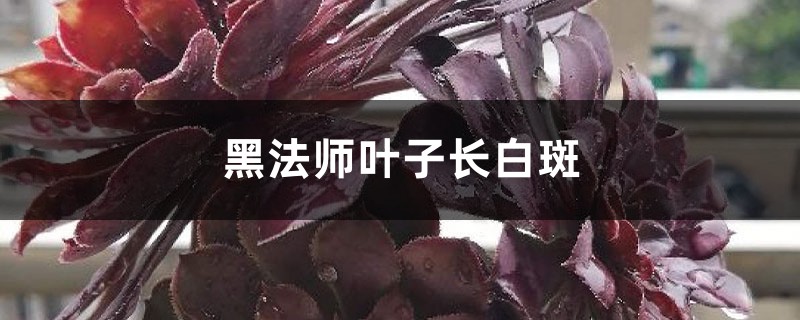 黑法师叶子长白斑怎么办 黑法师叶子长白斑怎么办