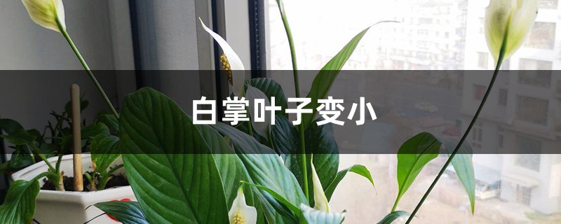 白掌叶子变小怎么回事 白掌叶子变小怎么回事