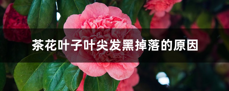 茶花叶子叶尖发黑掉落的原因 茶花叶子叶尖发黑掉落的原因