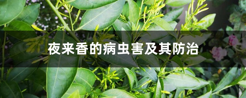 夜来香的病虫害及其防治 夜来香的病虫害及其防治