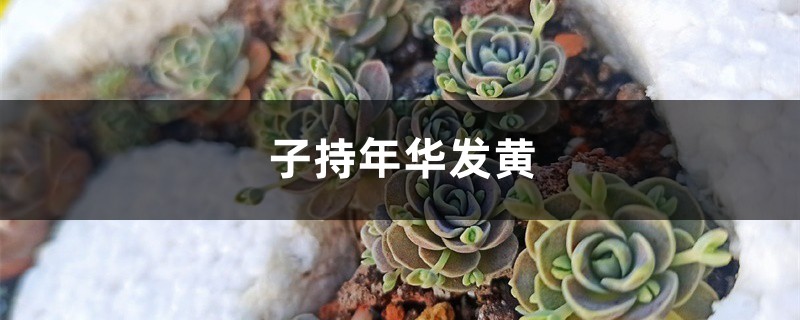 子持年华黄叶的原因和处理办法 子持年华黄叶的原因和处理办法