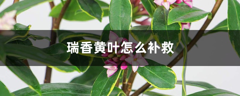 瑞香黄叶的原因和处理办法 瑞香黄叶的原因和处理办法