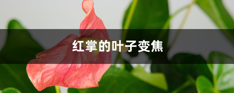 红掌的叶子变焦的原因 红掌的叶子变焦的原因