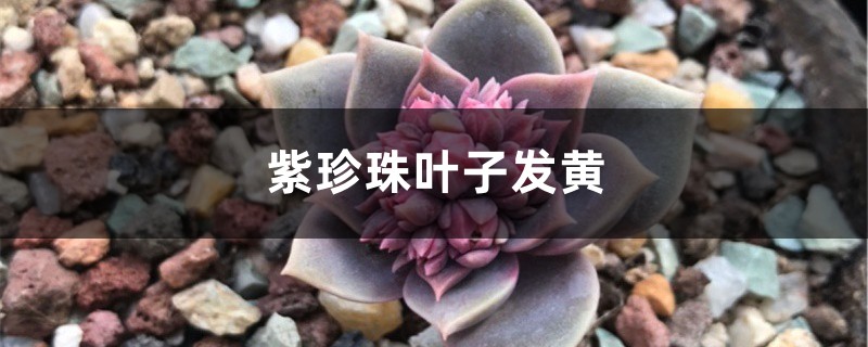 紫珍珠黄叶的原因和处理办法 紫珍珠黄叶的原因和处理办法