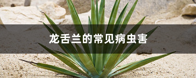 龙舌兰的常见病虫害 龙舌兰的常见病虫害