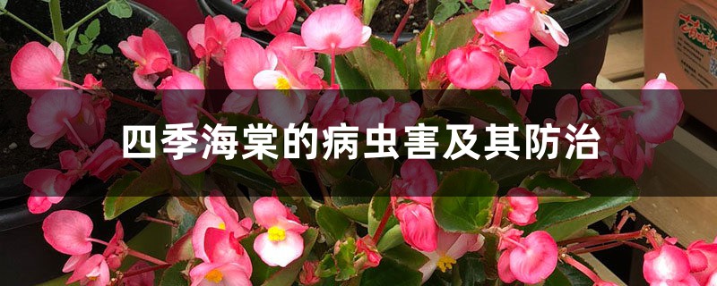 四季海棠的病虫害及其防治 四季海棠的病虫害及其防治