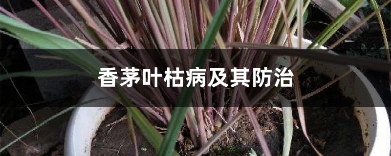 香茅叶枯病及其防治 香茅叶枯病及其防治
