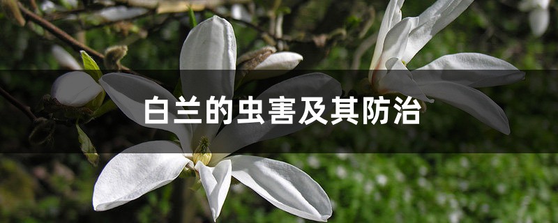 白兰的虫害及其防治 白兰的虫害及其防治
