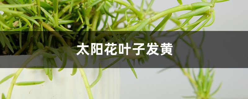 太阳花黄叶的原因和处理办法 太阳花黄叶的原因和处理办法