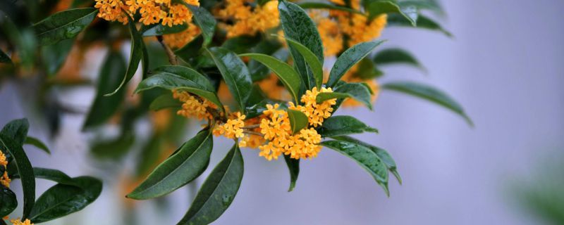 桂花树掉叶子怎么回事 桂花树掉叶子怎么回事