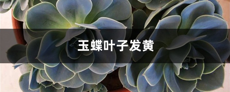 玉蝶黄叶的原因和处理办法 玉蝶黄叶的原因和处理办法