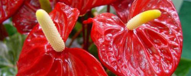 火鹤花的病虫害防治 火鹤花的病虫害防治
