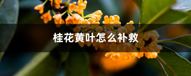 桂花黄叶的原因和处理办法 桂花黄叶的原因和处理办法