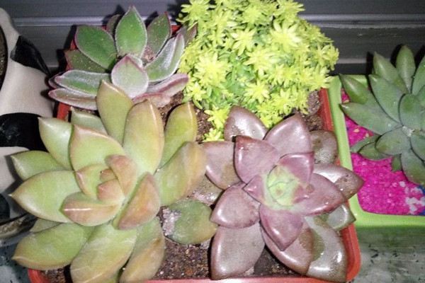 植物的药害及其处理 植物的药害及其处理