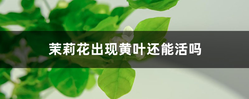 茉莉花出现黄叶还能活吗,出现黄叶怎么办 茉莉花出现黄叶还能活吗,出现黄叶怎么办