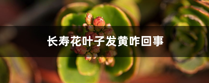 长寿花叶子发黄咋回事 长寿花叶子发黄咋回事
