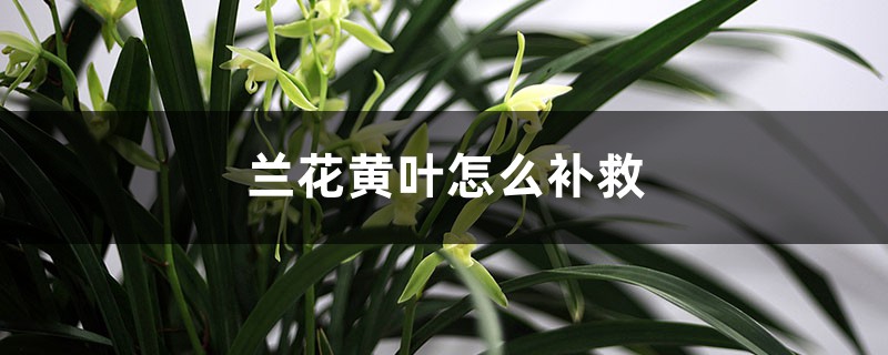 兰花黄叶的原因和处理办法 兰花黄叶的原因和处理办法