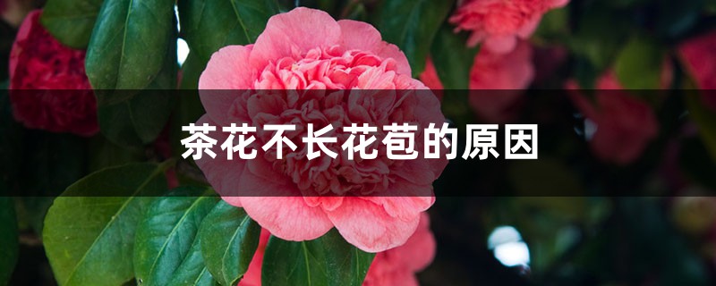 茶花不长花苞的原因 茶花不长花苞的原因