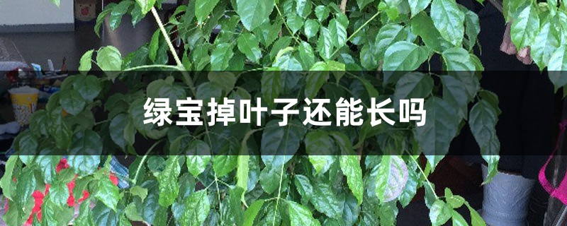 绿宝掉叶子还能长吗 绿宝掉叶子还能长吗