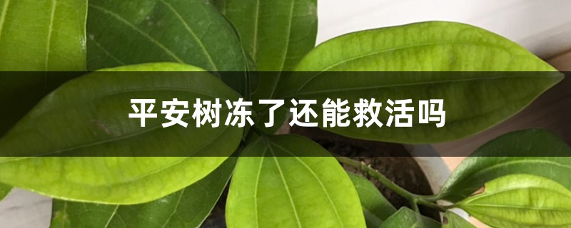 平安树冻了还能救活吗 平安树冻了还能救活吗
