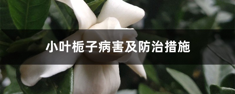 小叶栀子病害及防治措施 小叶栀子病害及防治措施