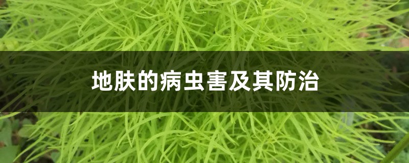地肤的病虫害及其防治 地肤的病虫害及其防治