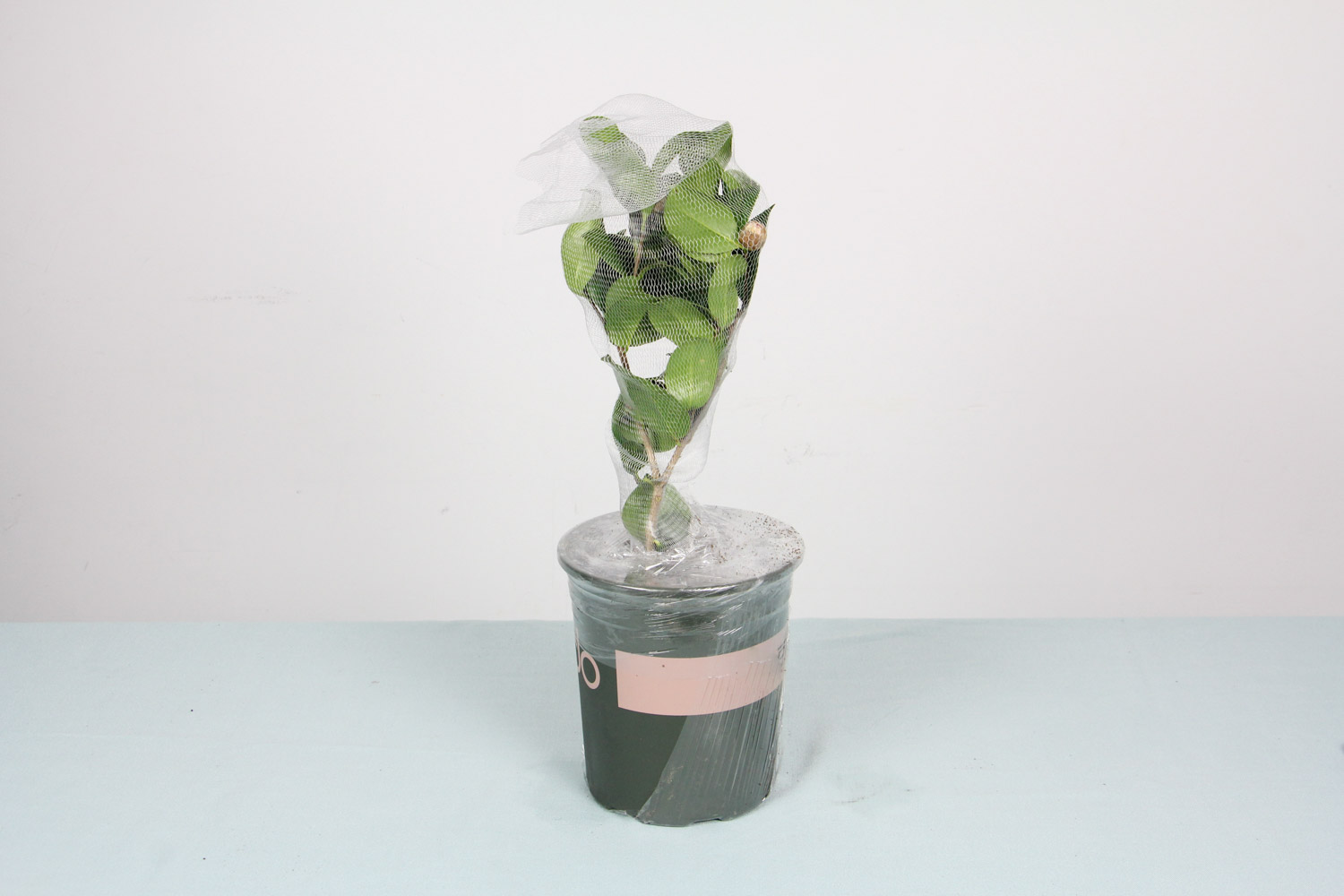 茶花 茶花