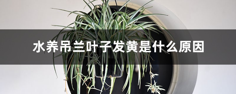 水养吊兰叶子发黄是什么原因,水养吊兰的叶尖为什么会枯 水养吊兰叶子发黄是什么原因,水养吊兰的叶尖为什么会枯