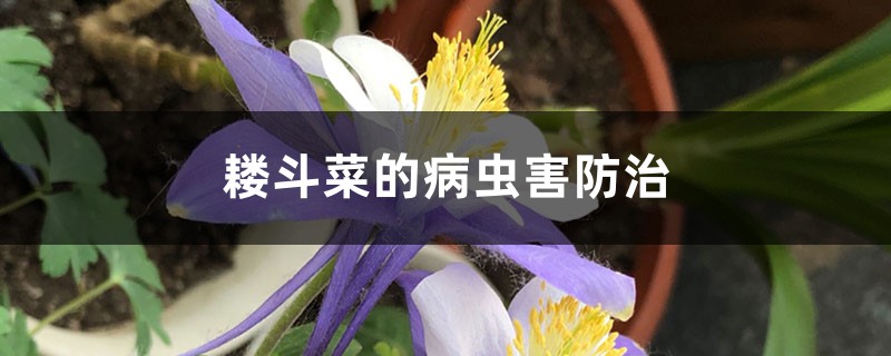 耧斗菜的病虫害防治 耧斗菜的病虫害防治