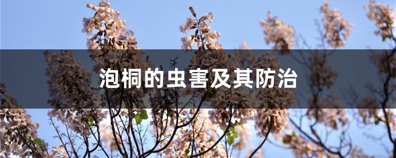 泡桐的虫害及其防治 泡桐的虫害及其防治