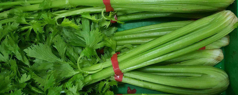 芹菜的病虫害防治 芹菜的病虫害防治