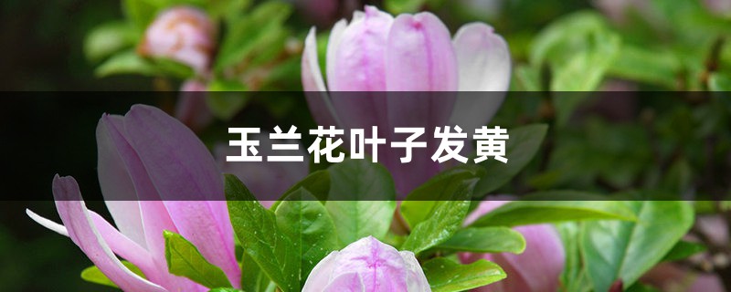 玉兰花黄叶的原因和处理办法
