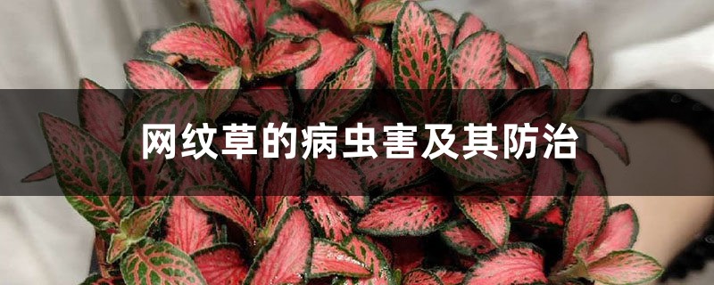 网纹草的病虫害及其防治 网纹草的病虫害及其防治