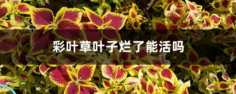 彩叶草叶子烂了能活吗 彩叶草叶子烂了能活吗