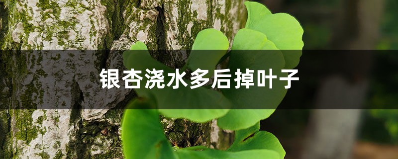 银杏浇水多后掉叶子,银杏树叶子发黄枯萎 银杏浇水多后掉叶子,银杏树叶子发黄枯萎