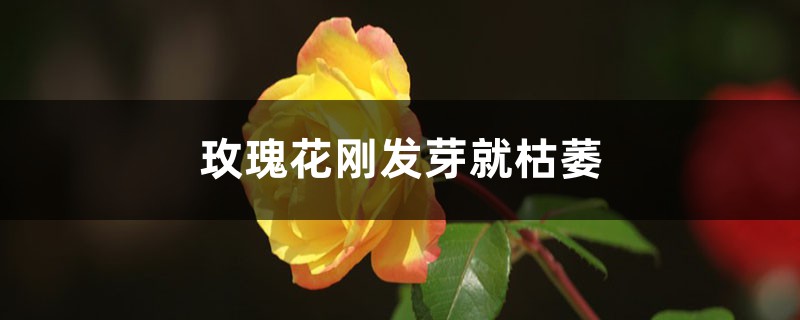 玫瑰花刚发芽就枯萎的原因 玫瑰花刚发芽就枯萎的原因
