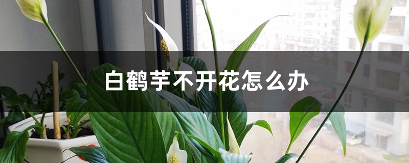 白鹤芋不开花怎么办 白鹤芋不开花怎么办